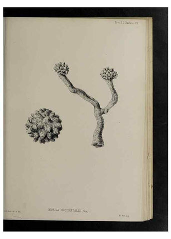 Reproducción/Reproduction 48992396361: Proceedings of the Zoological Society of London.. London :Academic Press, [etc.],1833-1965.. 