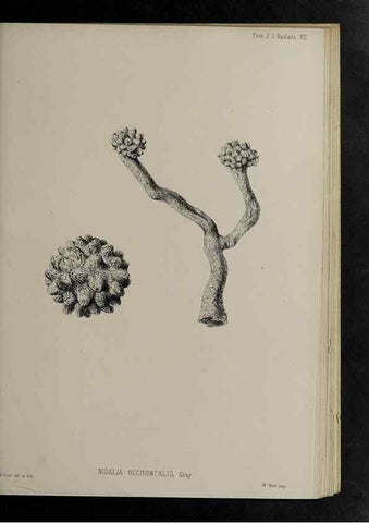 Reproducción/Reproduction 48992396361: Proceedings of the Zoological Society of London.. London :Academic Press, [etc.],1833-1965.. 