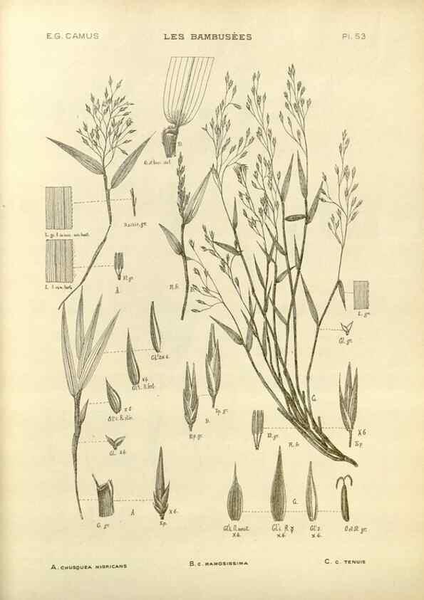 Reproducción/Reproduction 49012675462: Les Bambusées:. Paris,P. Lechevalier,1913.. 