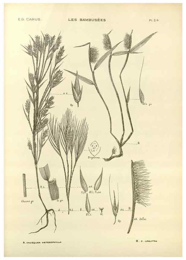 Reproducción/Reproduction 49012675882: Les Bambusées:. Paris,P. Lechevalier,1913.. 