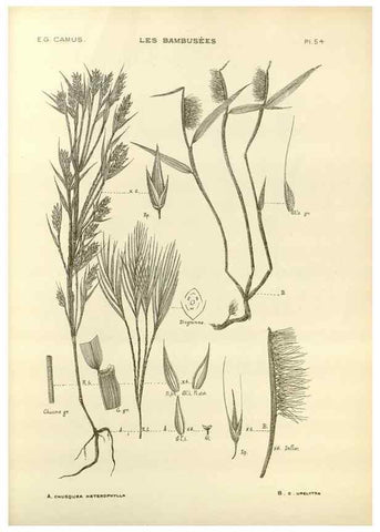 Reproducción/Reproduction 49012675882: Les Bambusées:. Paris,P. Lechevalier,1913.. 