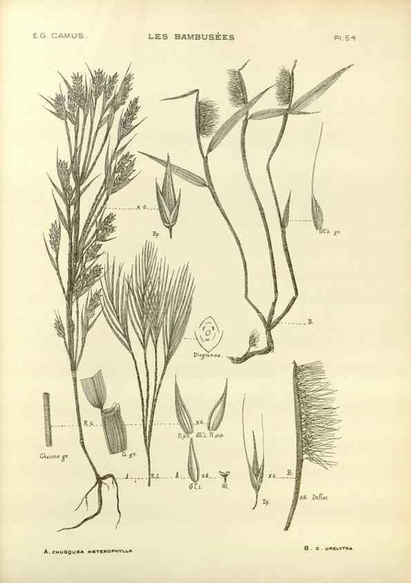 Reproducción/Reproduction 49012675882: Les Bambusées:. Paris,P. Lechevalier,1913.. 