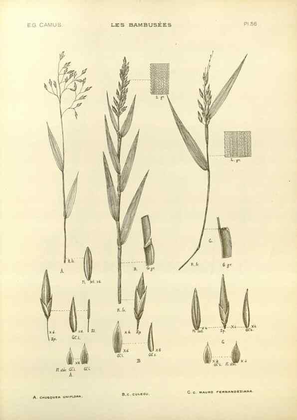 Reproducción/Reproduction 49012468326: Les Bambusées:. Paris,P. Lechevalier,1913.. 