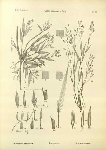 Reproducción/Reproduction 49012677657: Les Bambusées:. Paris,P. Lechevalier,1913.. 