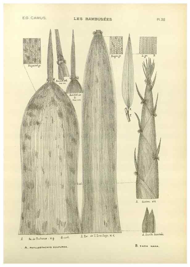 Reproducción/Reproduction 49012459661: Les Bambusées:. Paris,P. Lechevalier,1913.. 