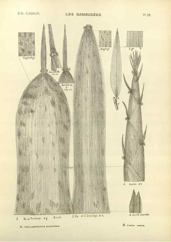Reproducción/Reproduction 49012459661: Les Bambusées:. Paris,P. Lechevalier,1913.. 