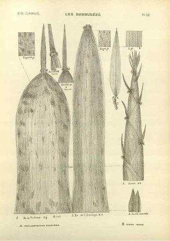 Reproducción/Reproduction 49012459661: Les Bambusées:. Paris,P. Lechevalier,1913.. 