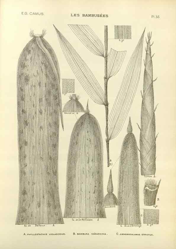 Reproducción/Reproduction 49012460656: Les Bambusées:. Paris,P. Lechevalier,1913.. 