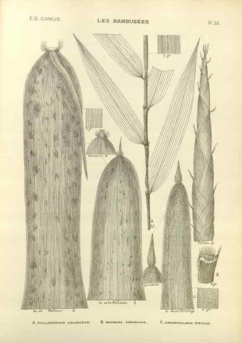 Reproducción/Reproduction 49012460656: Les Bambusées:. Paris,P. Lechevalier,1913.. 
