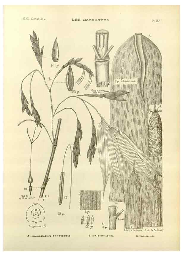 Reproducción/Reproduction 49012665992: Les Bambusées:. Paris,P. Lechevalier,1913.. 