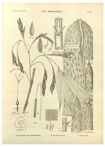 Reproducción/Reproduction 49012665992: Les Bambusées:. Paris,P. Lechevalier,1913.. 