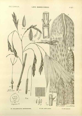 Reproducción/Reproduction 49012665992: Les Bambusées:. Paris,P. Lechevalier,1913.. 