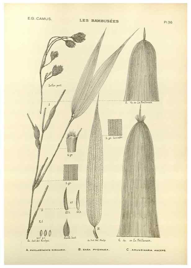 Reproducción/Reproduction 49012461051: Les Bambusées:. Paris,P. Lechevalier,1913.. 