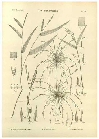 Reproducción/Reproduction 49011932513: Les Bambusées:. Paris,P. Lechevalier,1913.. 