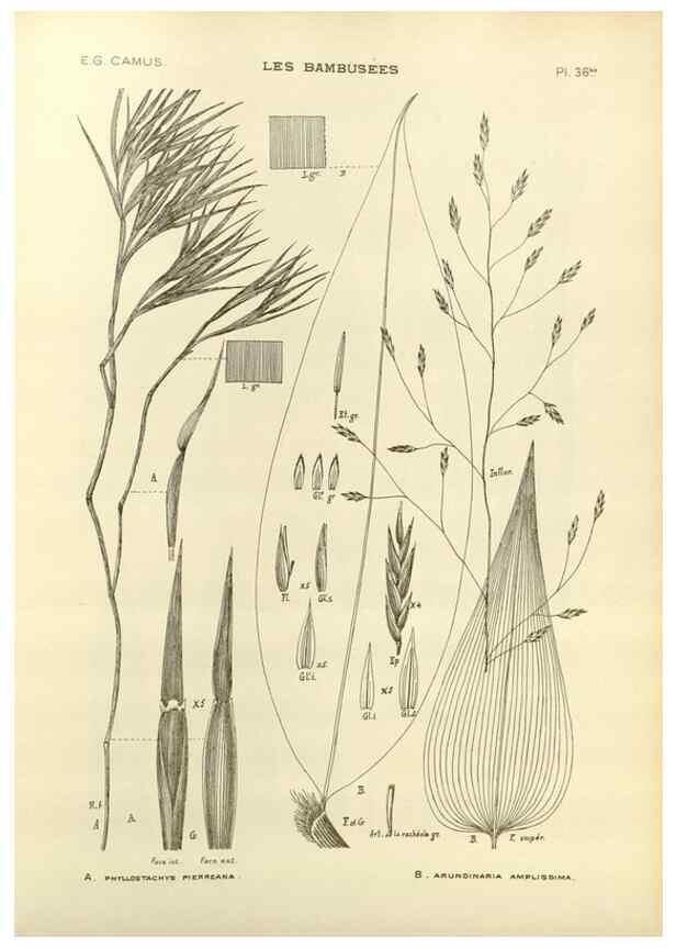 Reproducción/Reproduction 49012669567: Les Bambusées:. Paris,P. Lechevalier,1913.. 