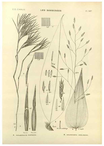 Reproducción/Reproduction 49012669567: Les Bambusées:. Paris,P. Lechevalier,1913.. 