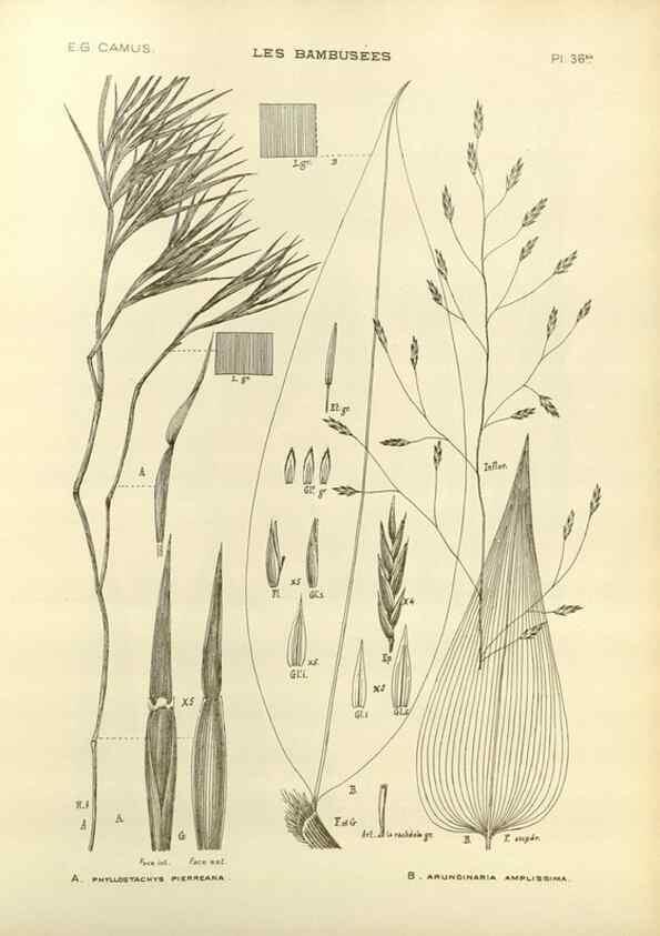 Reproducción/Reproduction 49012669567: Les Bambusées:. Paris,P. Lechevalier,1913.. 