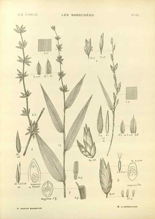 Reproducción/Reproduction 49012470461: Les Bambusées:. Paris,P. Lechevalier,1913.. 