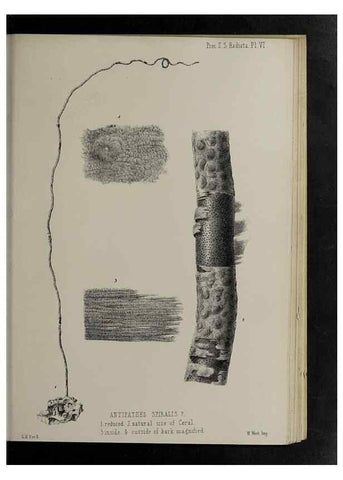 Reproducción/Reproduction 48991851033: Proceedings of the Zoological Society of London.. London :Academic Press, [etc.],1833-1965.. 