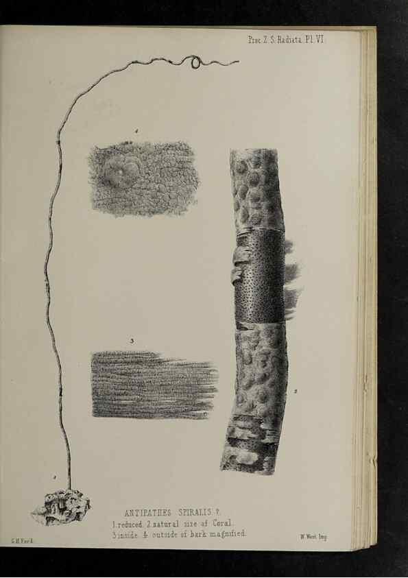 Reproducción/Reproduction 48991851033: Proceedings of the Zoological Society of London.. London :Academic Press, [etc.],1833-1965.. 