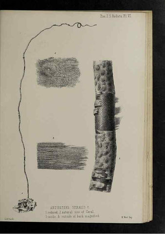Reproducción/Reproduction 48991851033: Proceedings of the Zoological Society of London.. London :Academic Press, [etc.],1833-1965.. 