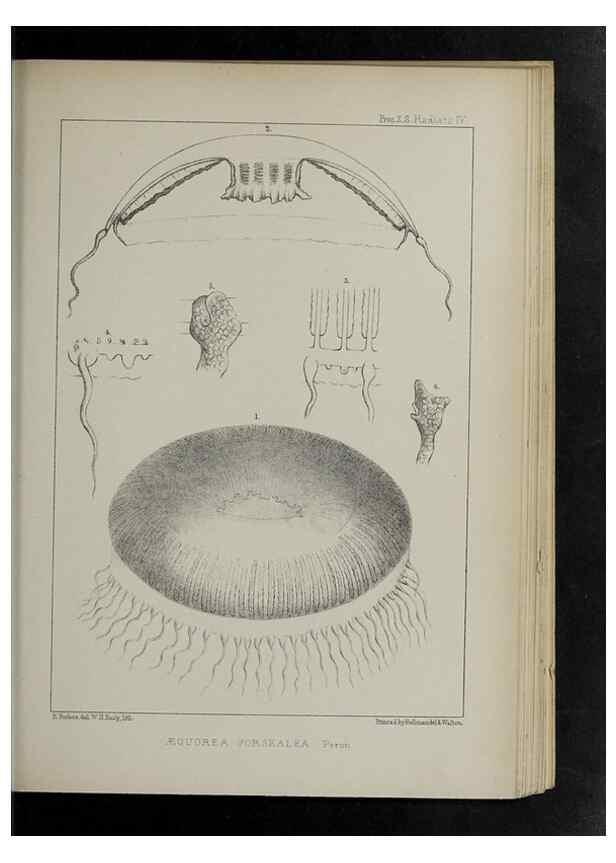 Reproducción/Reproduction 48992592567: Proceedings of the Zoological Society of London.. London :Academic Press, [etc.],1833-1965.. 