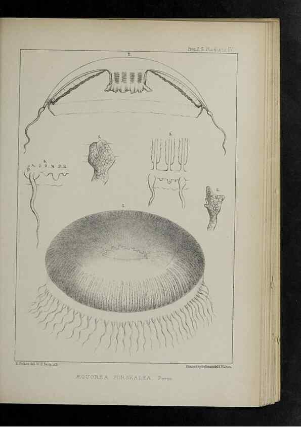 Reproducción/Reproduction 48992592567: Proceedings of the Zoological Society of London.. London :Academic Press, [etc.],1833-1965.. 