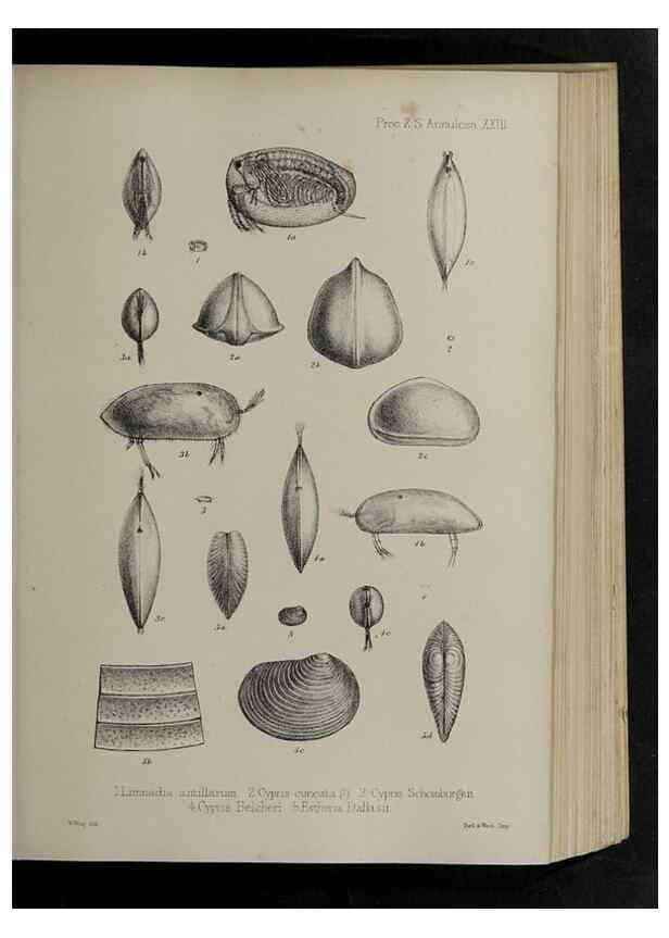 Reproducción/Reproduction 48992571227: Proceedings of the Zoological Society of London.. London :Academic Press, [etc.],1833-1965.. 