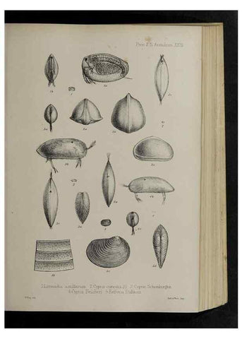 Reproducción/Reproduction 48992571227: Proceedings of the Zoological Society of London.. London :Academic Press, [etc.],1833-1965.. 