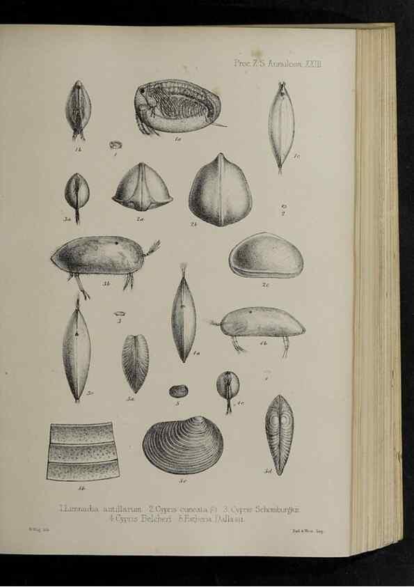Reproducción/Reproduction 48992571227: Proceedings of the Zoological Society of London.. London :Academic Press, [etc.],1833-1965.. 