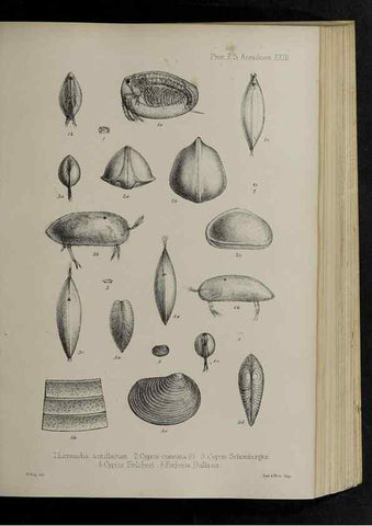 Reproducción/Reproduction 48992571227: Proceedings of the Zoological Society of London.. London :Academic Press, [etc.],1833-1965.. 