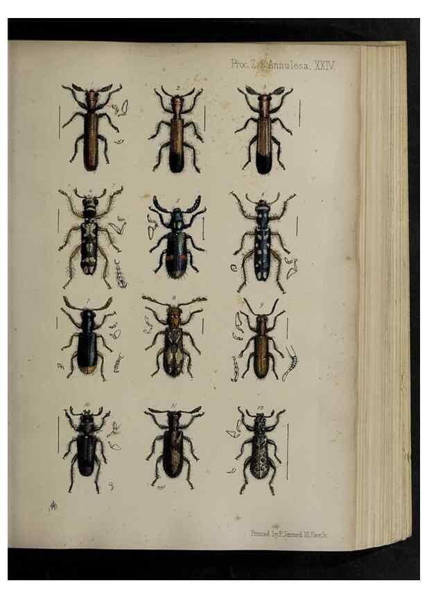 Reproducción/Reproduction 48992374416: Proceedings of the Zoological Society of London.. London :Academic Press, [etc.],1833-1965.. 