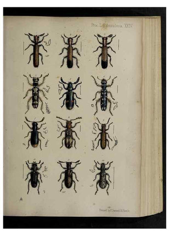 Reproducción/Reproduction 48992374416: Proceedings of the Zoological Society of London.. London :Academic Press, [etc.],1833-1965.. 
