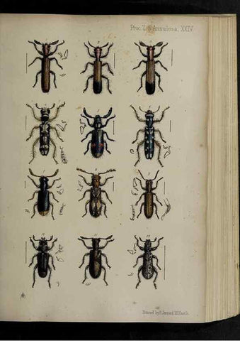 Reproducción/Reproduction 48992374416: Proceedings of the Zoological Society of London.. London :Academic Press, [etc.],1833-1965.. 