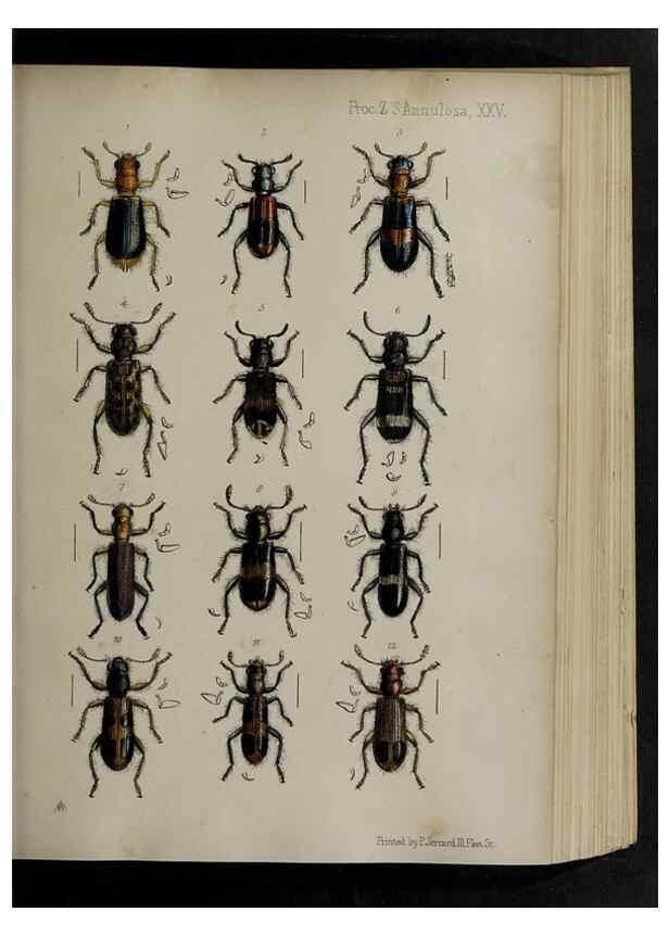 Reproducción/Reproduction 48992571887: Proceedings of the Zoological Society of London.. London :Academic Press, [etc.],1833-1965.. 
