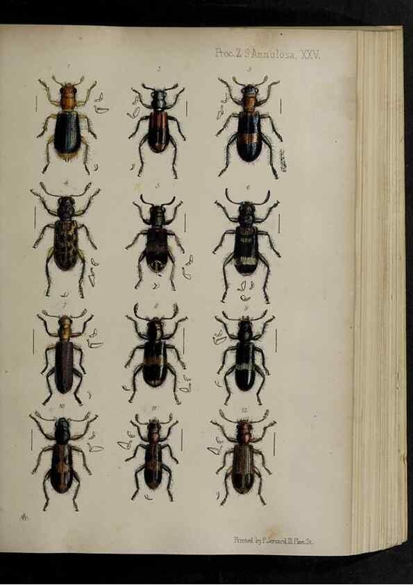 Reproducción/Reproduction 48992571887: Proceedings of the Zoological Society of London.. London :Academic Press, [etc.],1833-1965.. 