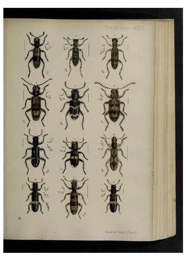 Reproducción/Reproduction 48991829718: Proceedings of the Zoological Society of London.. London :Academic Press, [etc.],1833-1965.. 