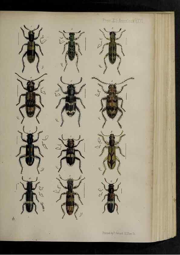 Reproducción/Reproduction 48991829718: Proceedings of the Zoological Society of London.. London :Academic Press, [etc.],1833-1965.. 