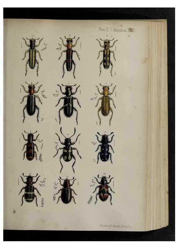 Reproducción/Reproduction 48992572617: Proceedings of the Zoological Society of London.. London :Academic Press, [etc.],1833-1965.. 