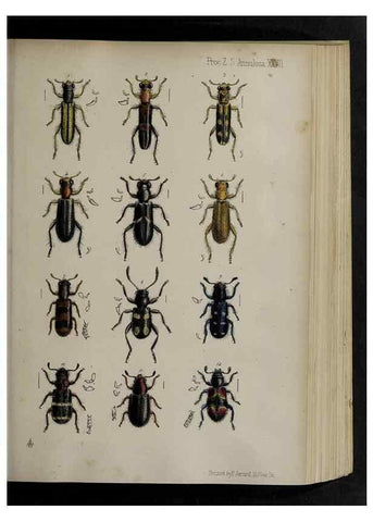 Reproducción/Reproduction 48992572617: Proceedings of the Zoological Society of London.. London :Academic Press, [etc.],1833-1965.. 