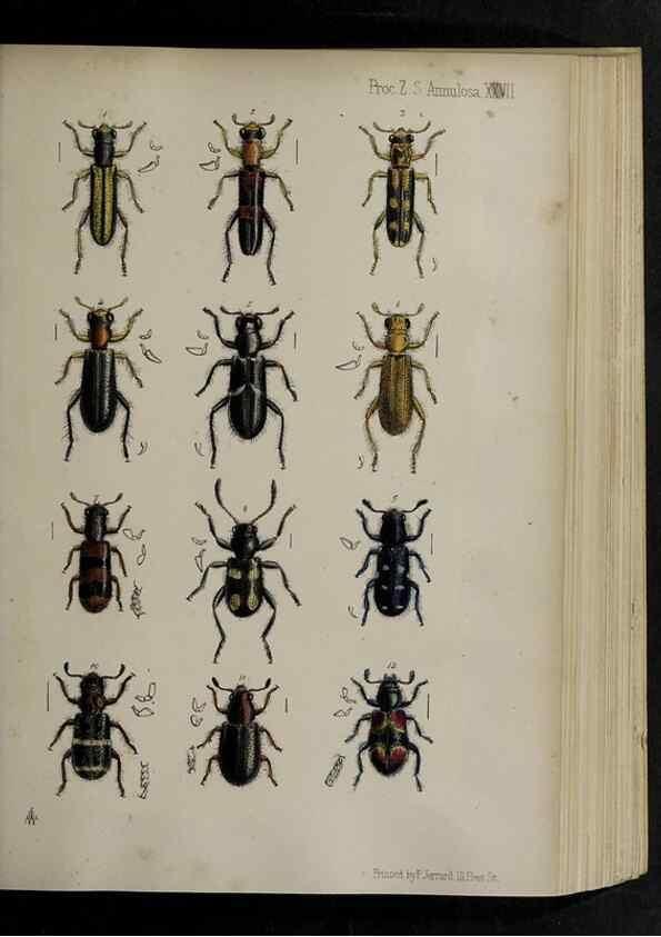 Reproducción/Reproduction 48992572617: Proceedings of the Zoological Society of London.. London :Academic Press, [etc.],1833-1965.. 