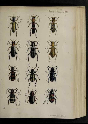 Reproducción/Reproduction 48992572617: Proceedings of the Zoological Society of London.. London :Academic Press, [etc.],1833-1965.. 