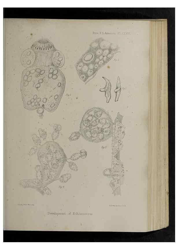 Reproducción/Reproduction 48992573027: Proceedings of the Zoological Society of London.. London :Academic Press, [etc.],1833-1965.. 