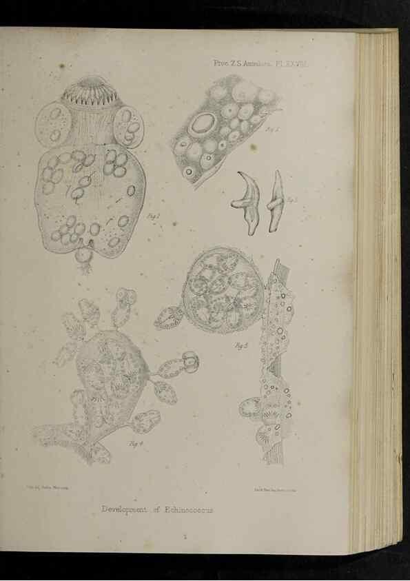 Reproducción/Reproduction 48992573027: Proceedings of the Zoological Society of London.. London :Academic Press, [etc.],1833-1965.. 