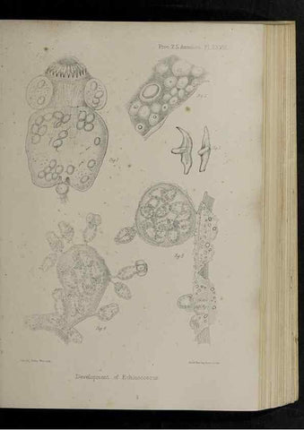 Reproducción/Reproduction 48992573027: Proceedings of the Zoological Society of London.. London :Academic Press, [etc.],1833-1965.. 
