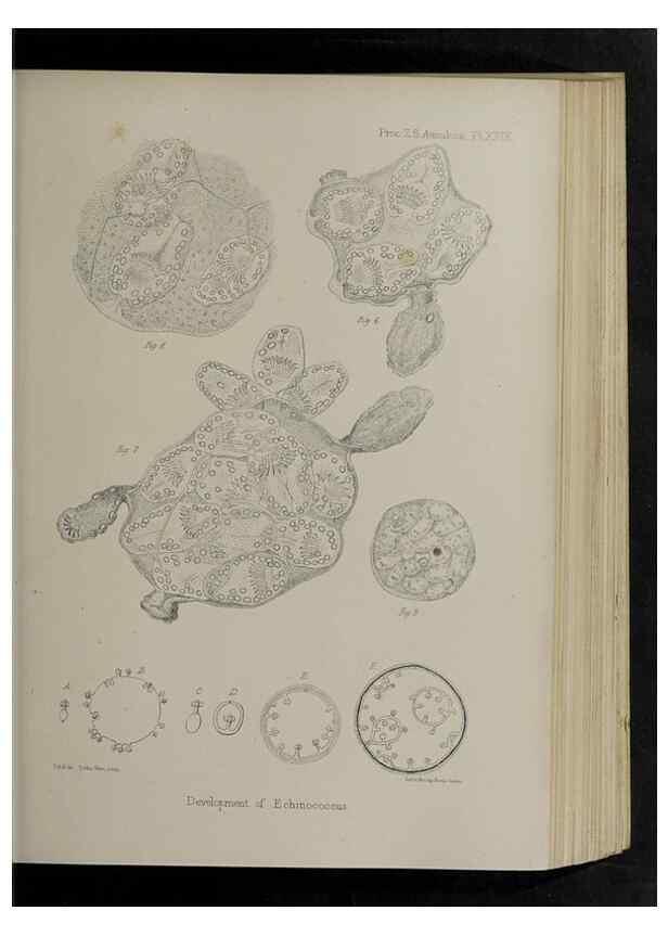 Reproducción/Reproduction 48992376301: Proceedings of the Zoological Society of London.. London :Academic Press, [etc.],1833-1965.. 