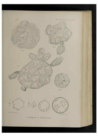 Reproducción/Reproduction 48992376301: Proceedings of the Zoological Society of London.. London :Academic Press, [etc.],1833-1965.. 