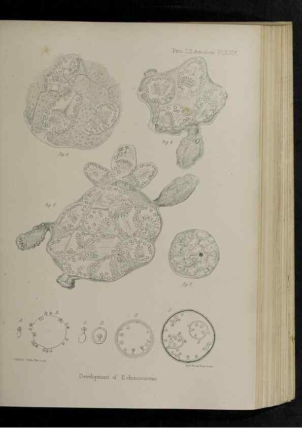 Reproducción/Reproduction 48992376301: Proceedings of the Zoological Society of London.. London :Academic Press, [etc.],1833-1965.. 