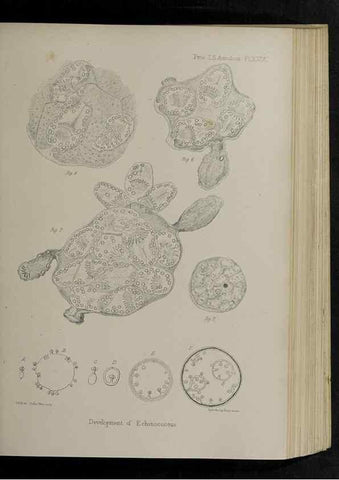 Reproducción/Reproduction 48992376301: Proceedings of the Zoological Society of London.. London :Academic Press, [etc.],1833-1965.. 