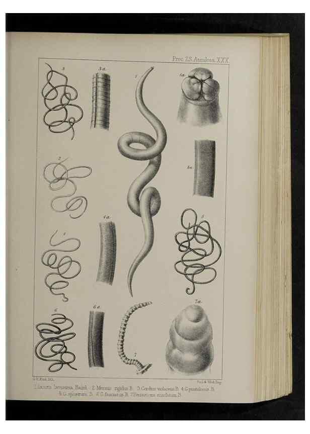 Reproducción/Reproduction 48992573942: Proceedings of the Zoological Society of London.. London :Academic Press, [etc.],1833-1965.. 